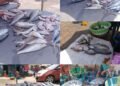 Ramadan 2026 : un kilo de poisson vendu jusqu&rsquo;à 70 000 francs guinéens au port de Bonfi