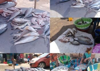 Ramadan 2026 : un kilo de poisson vendu jusqu&rsquo;à 70 000 francs guinéens au port de Bonfi