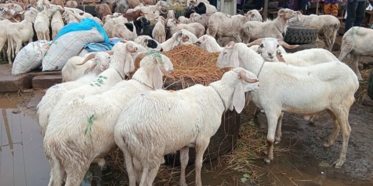 Fête de Tabaski 2026 : un mouton malien vendu jusqu’à 7 500 000 GNF à Yimbaya