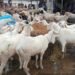 Fête de Tabaski 2026 : un mouton malien vendu jusqu’à 7 500 000 GNF à Yimbaya