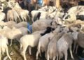 Tabaski 2026 : le gouvernement annonce la disponibilité de 1 500 têtes de moutons et une réduction de 25% des prix du marché