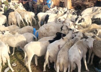 Tabaski 2026 : le gouvernement annonce la disponibilité de 1 500 têtes de moutons et une réduction de 25% des prix du marché