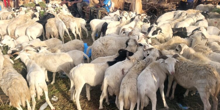 Tabaski 2026 : le gouvernement annonce la disponibilité de 1 500 têtes de moutons et une réduction de 25% des prix du marché