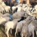 Tabaski 2026 : le gouvernement annonce la disponibilité de 1 500 têtes de moutons et une réduction de 25% des prix du marché