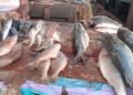 Conakry : entre pénurie et flambée des prix du poisson importé, les vendeuses expriment leur désarroi