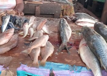 Conakry : entre pénurie et flambée des prix du poisson importé, les vendeuses expriment leur désarroi
