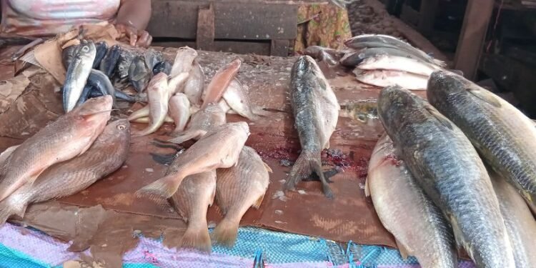 Conakry : entre pénurie et flambée des prix du poisson importé, les vendeuses expriment leur désarroi