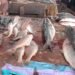 Conakry : entre pénurie et flambée des prix du poisson importé, les vendeuses expriment leur désarroi
