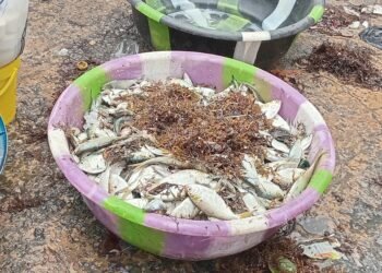 Pêche artisanale : la saison hivernale pèse sur les vendeuses de poisson