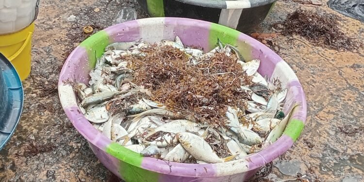 Pêche artisanale : la saison hivernale pèse sur les vendeuses de poisson